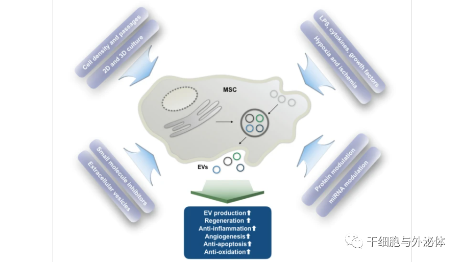 瑞典 | 间充质干细胞来源的细胞外囊泡增强治疗效力