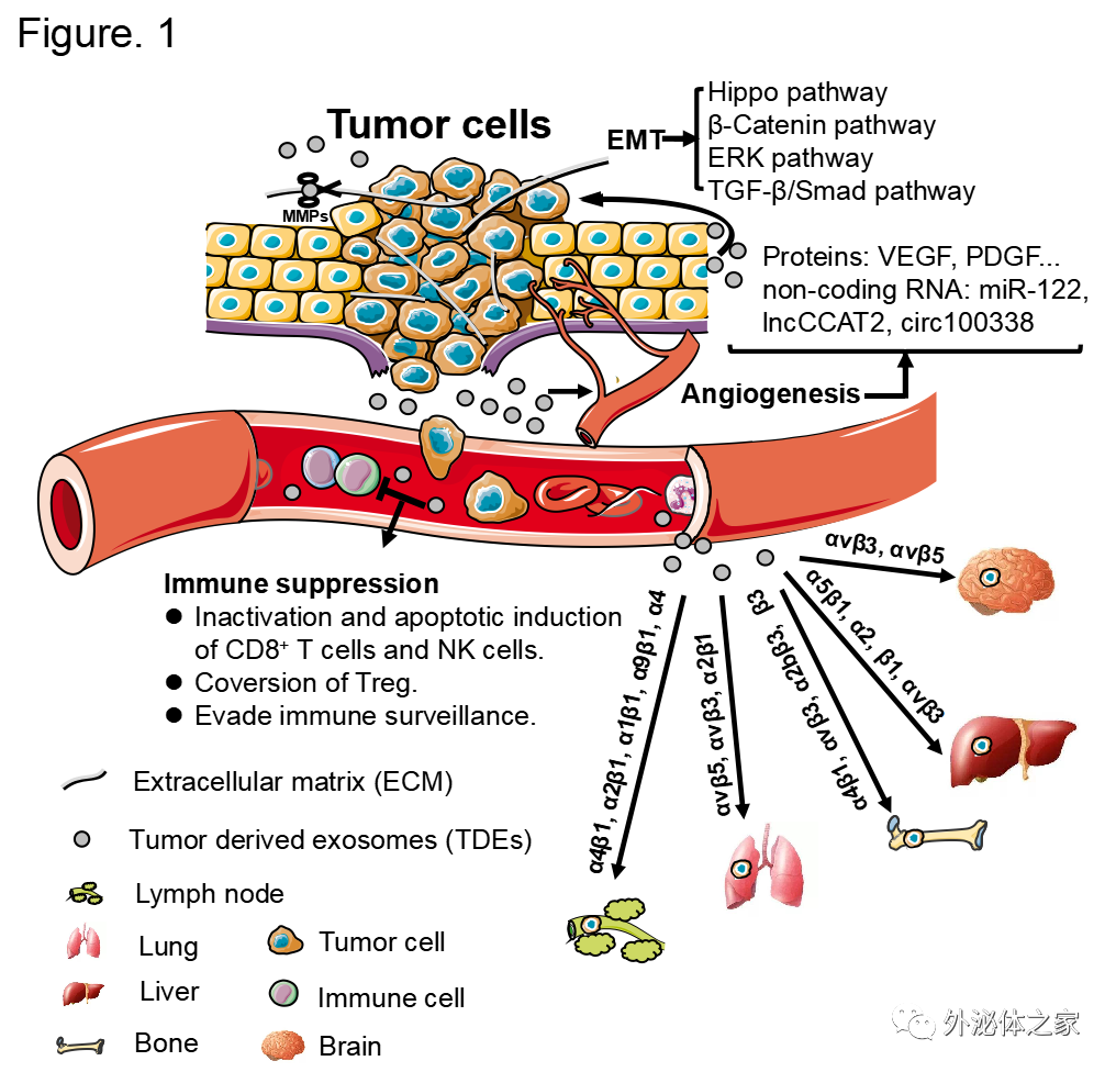 Biomed Pharmacother |香港中文大学（深圳）医学院杜鹃教授团队：肿瘤外泌体在转移中的作用