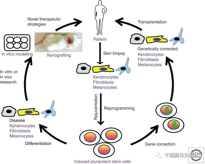 科罗拉多大学 | 诱导多能干细胞（iPSC) 在皮肤科中的应用