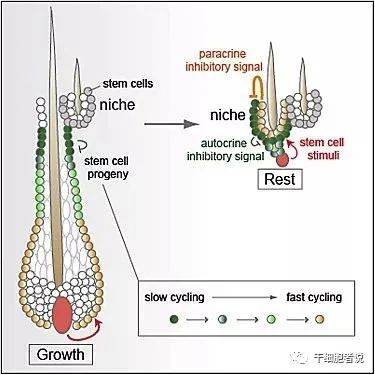 毛囊干细胞：我的茂密秀发全靠你了！