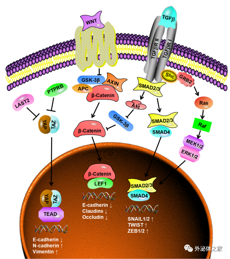 Biomed Pharmacother |香港中文大学（深圳）医学院杜鹃教授团队：肿瘤外泌体在转移中的作用