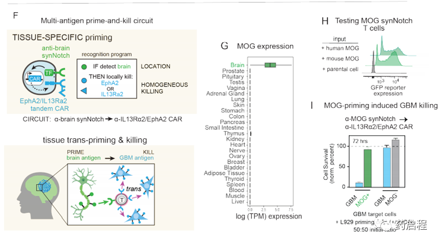 多抗原识别回路克服了胶质母细胞瘤T细胞治疗中的挑战