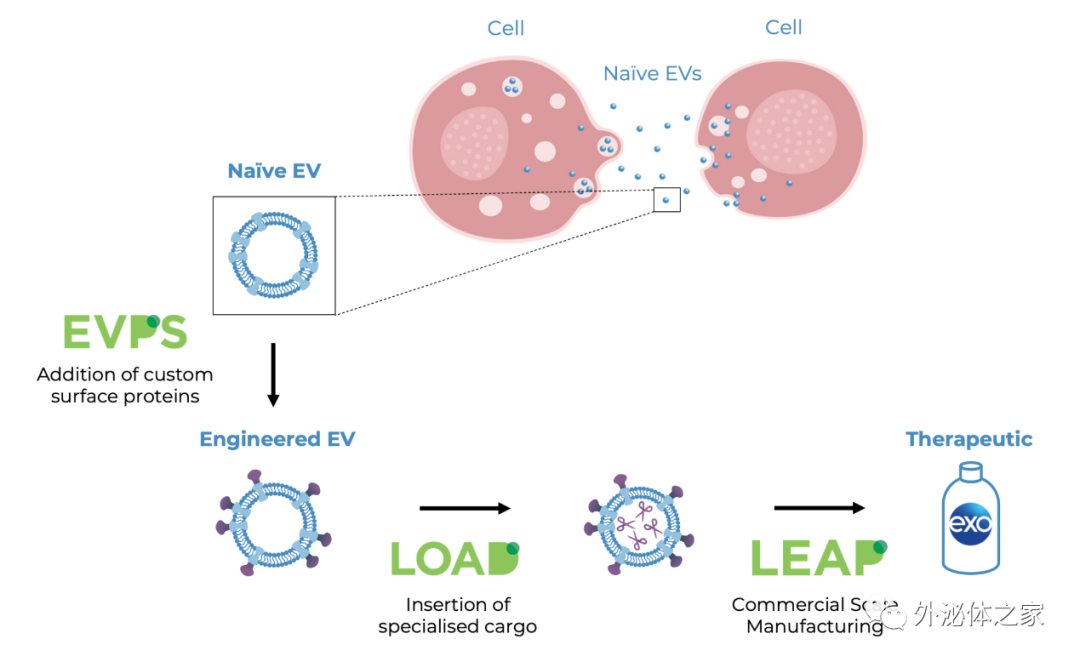 Exopharm与安斯泰来再生医学研究所合作开发工程化外泌体的生产制造