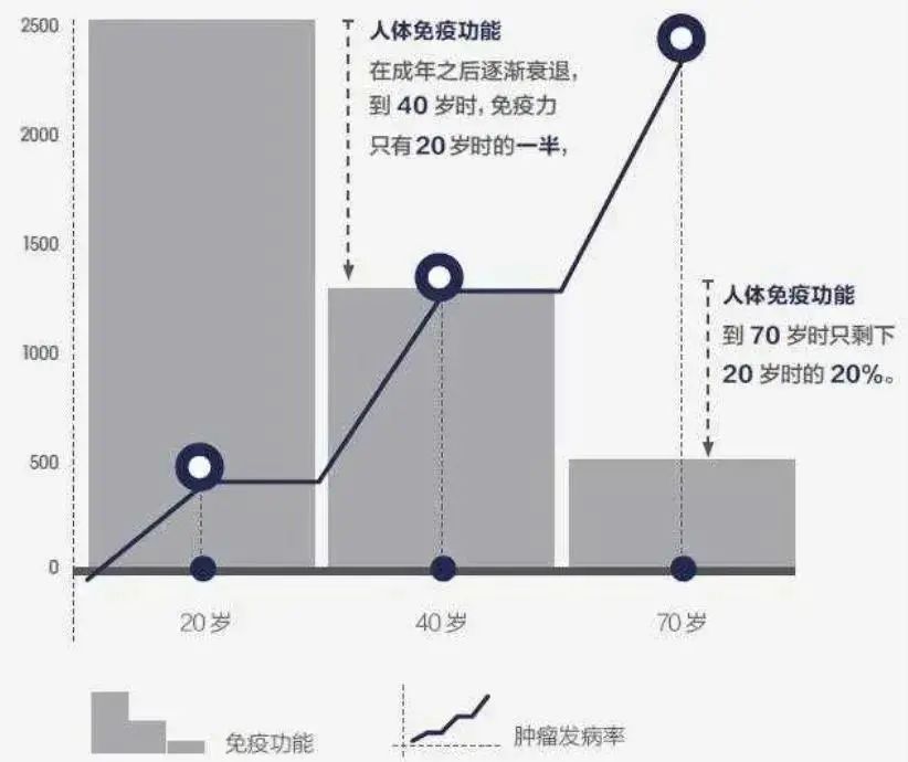 NK免疫细胞丨维持年轻和健康的密码