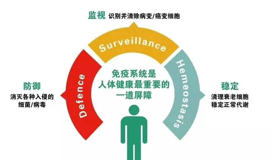 干细胞如何改善自身免疫性疾病