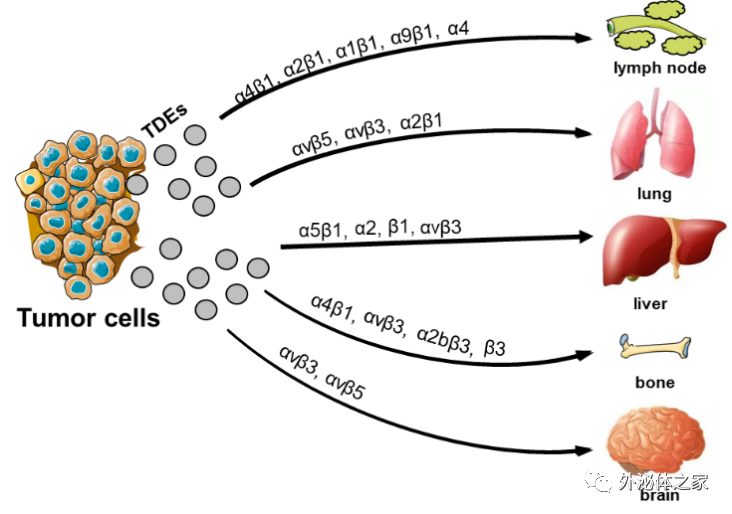 Biomed Pharmacother |香港中文大学（深圳）医学院杜鹃教授团队：肿瘤外泌体在转移中的作用