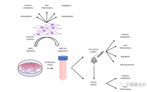 间充质干细胞来源的细胞外囊泡的治疗潜力 | 德国埃森大学