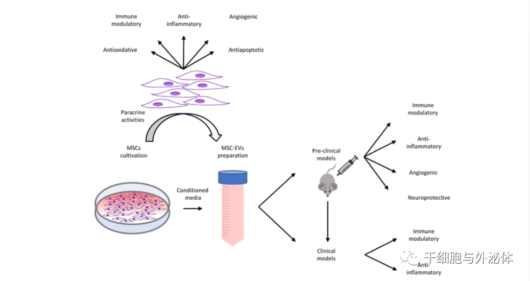 间充质干细胞来源的细胞外囊泡的治疗潜力 | 德国埃森大学