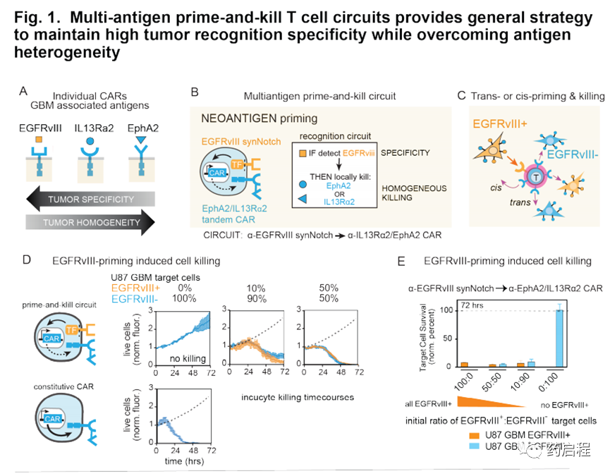 多抗原识别回路克服了胶质母细胞瘤T细胞治疗中的挑战