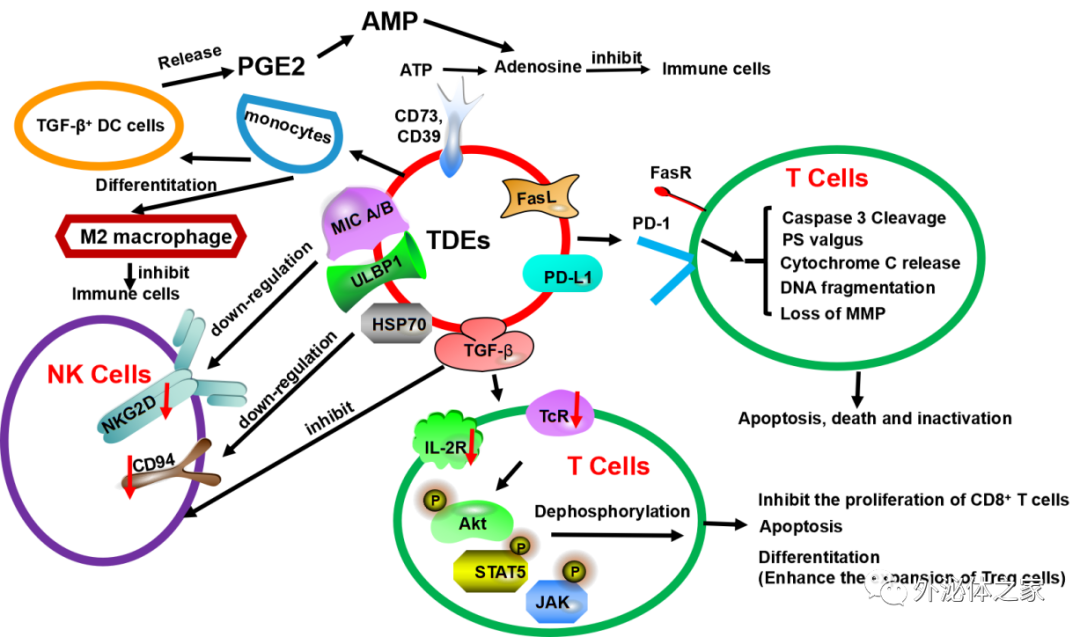 Biomed Pharmacother |香港中文大学（深圳）医学院杜鹃教授团队：肿瘤外泌体在转移中的作用