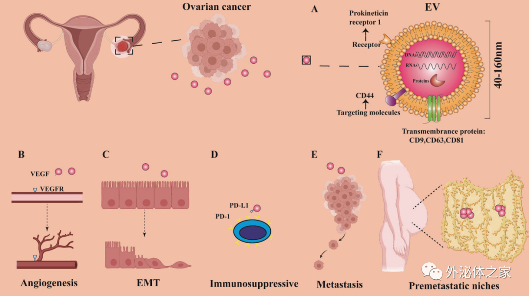 Cell Death Disease郑大一附院常蕾/新南威尔士Yong Li :细胞外囊泡在卵巢癌耐药、转移和免疫逃逸中的作用