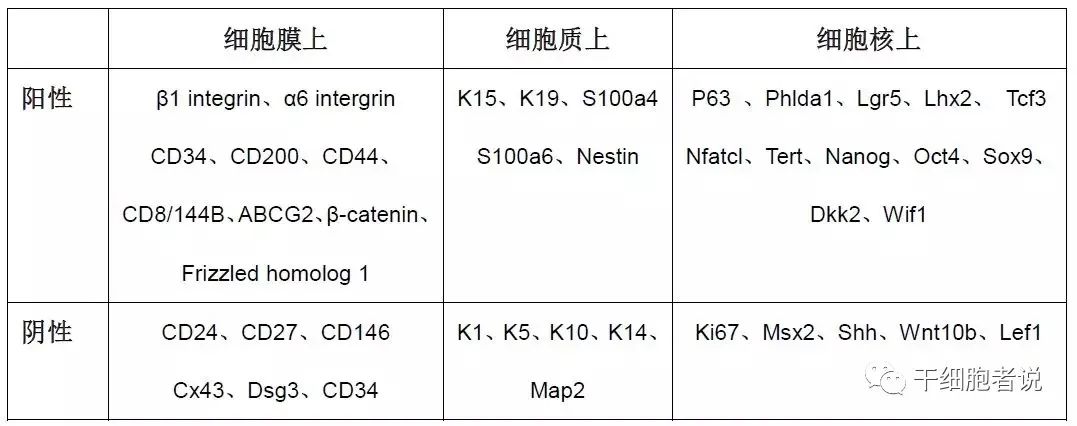 毛囊干细胞：我的茂密秀发全靠你了！