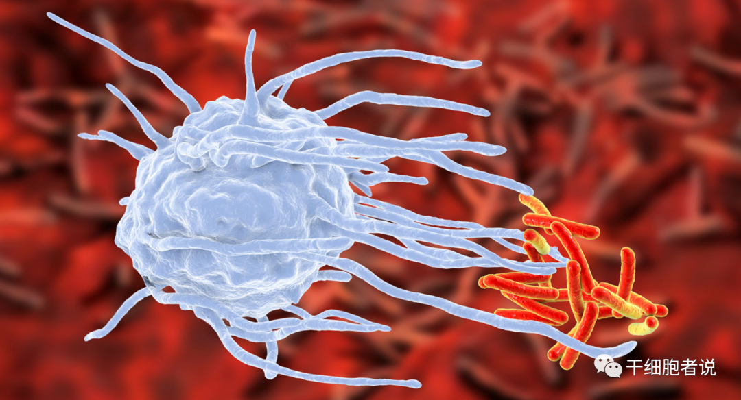 免疫细胞中的“清道夫”，巨噬细胞的专业并不简单