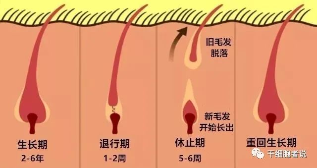 毛囊干细胞：我的茂密秀发全靠你了！