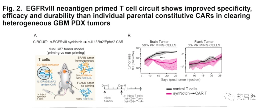 多抗原识别回路克服了胶质母细胞瘤T细胞治疗中的挑战
