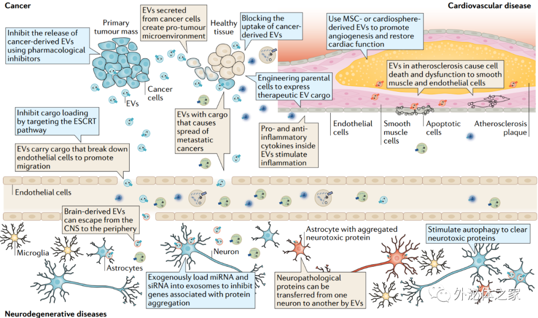 84分Nature子刊综述：利用细胞外囊泡进行疾病的诊断与治疗