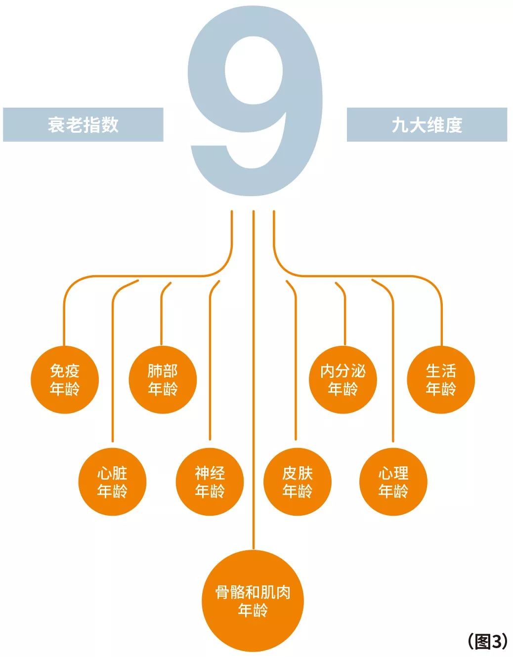 一文读懂丨人类衰老过程之免疫衰老