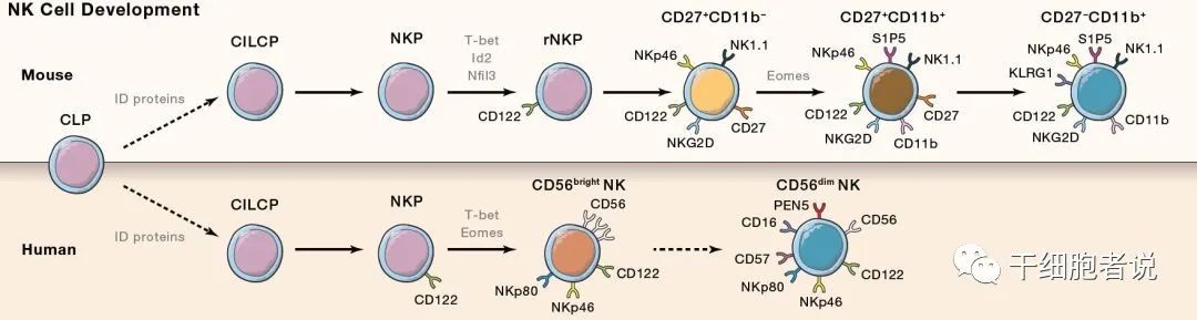 NK细胞：从基础生物学到临床研究