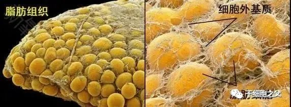 脂肪干细胞-人体的软黄金