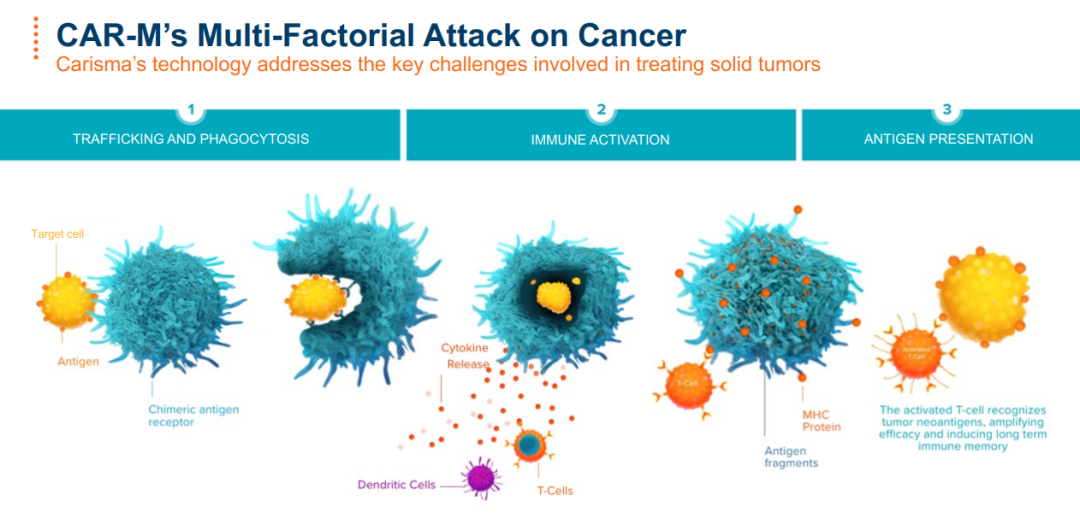 攻克实体瘤再添一员！CAR-M细胞疗法显示实体瘤治疗新希望