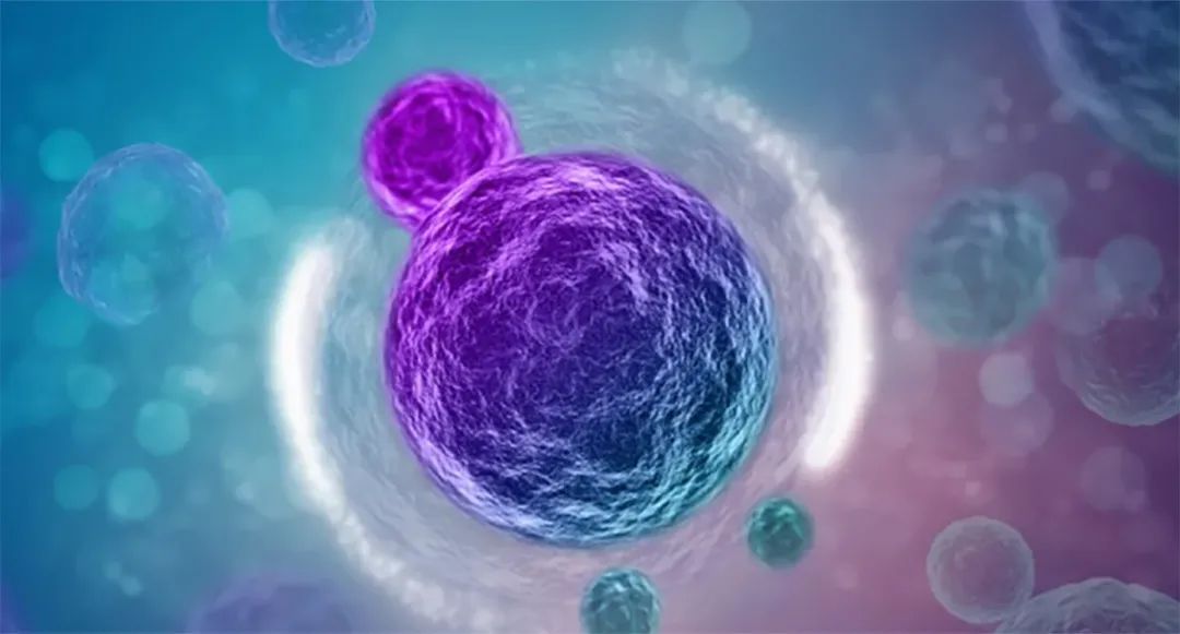 Nature：干细胞领域新突破！中科院建立人类体外诱导全能干细胞