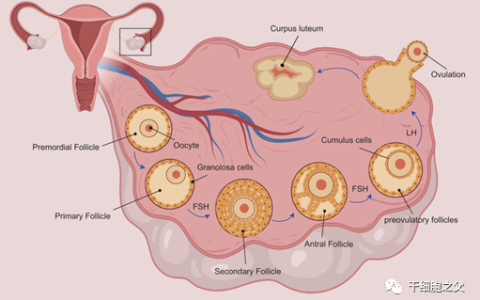 干细胞移植：恢复卵巢功能，改善更年期症状！