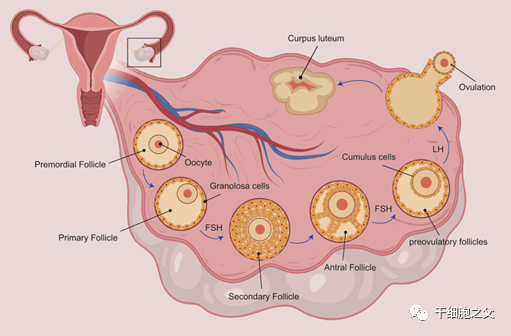 干细胞移植：恢复卵巢功能，改善更年期症状！