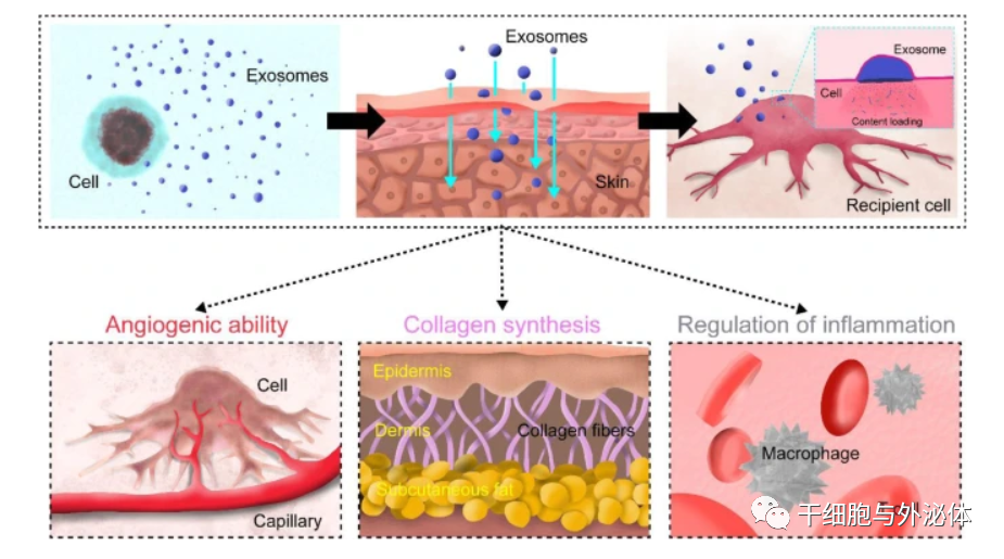 克服皮肤的障碍：外泌体技术带来的全新美容疗法