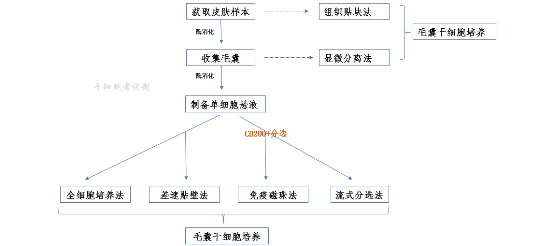 毛囊干细胞：我的茂密秀发全靠你了！