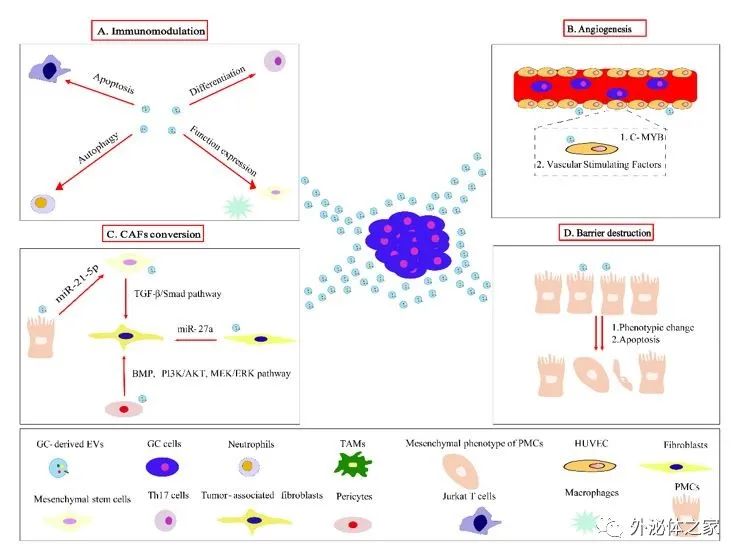 Front Immunol | 中南大学湘雅医院肿瘤科曾珊教授团队: 细胞外囊泡促进胃癌转移前生态位的形成