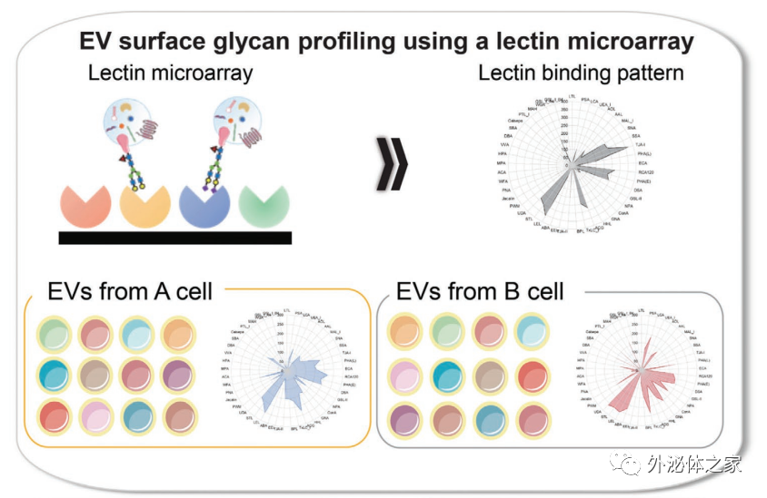 Small Methods：细胞外囊泡表面聚糖的多样性，影响细胞摄取和体内生物分布