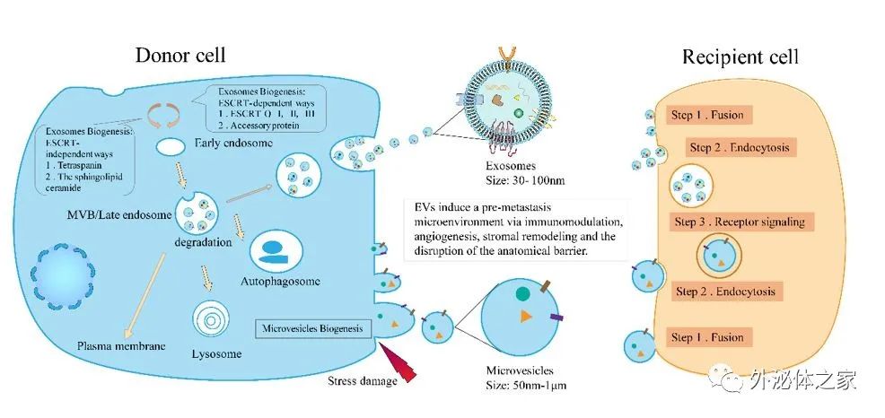 Front Immunol | 中南大学湘雅医院肿瘤科曾珊教授团队: 细胞外囊泡促进胃癌转移前生态位的形成