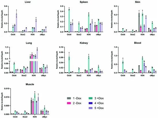 如何安全逆转衰老？《Nature Aging》: iPS技术让衰老小鼠重焕活力，肾脏、皮肤都接近年轻小鼠