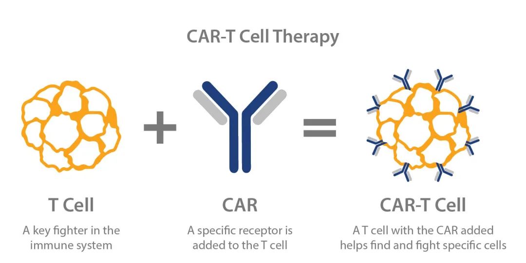 抗癌效果超10年！CAR-T之父最新论文揭示CAR-T长期有效的关键特征