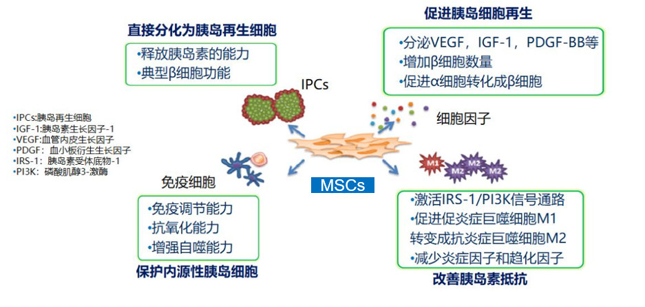 【科学普及】间充质干细胞与糖尿病的治疗