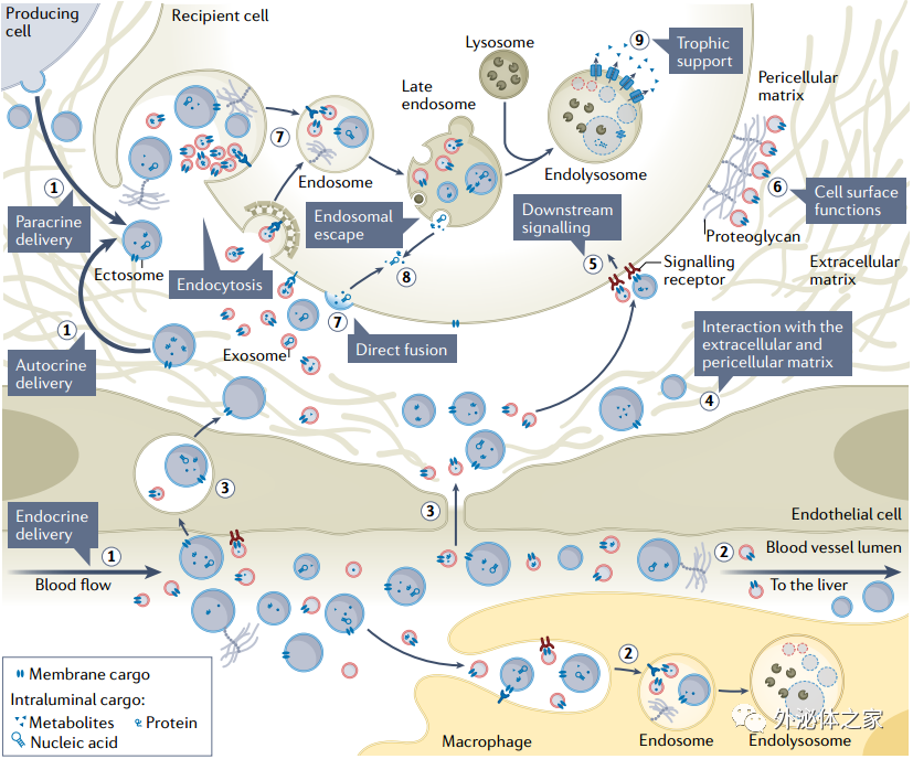 94分Nature子刊综述：研究细胞外囊泡介导细胞间通讯的挑战和方向