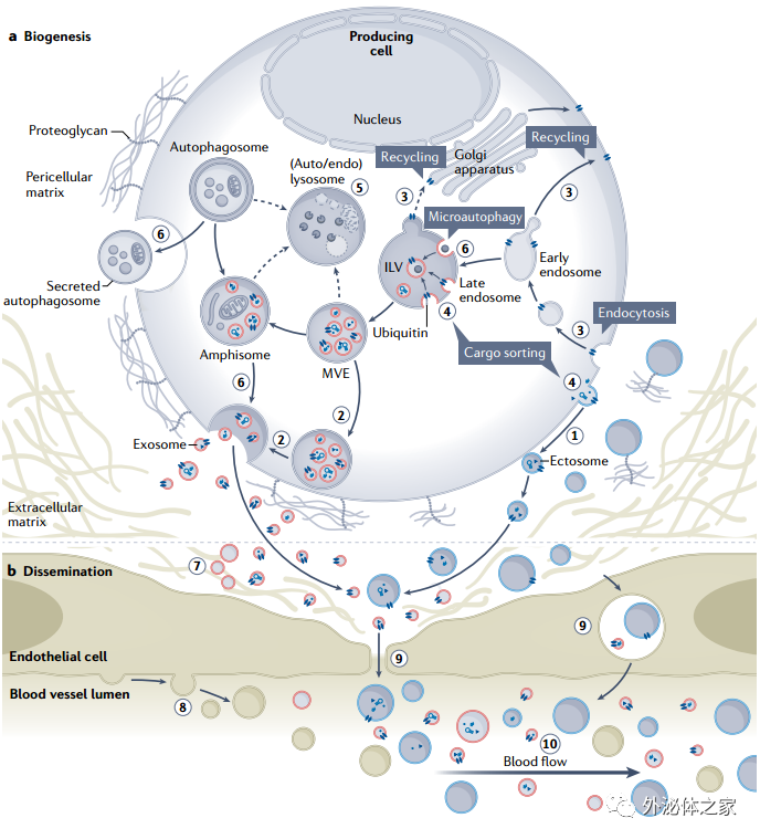 94分Nature子刊综述：研究细胞外囊泡介导细胞间通讯的挑战和方向