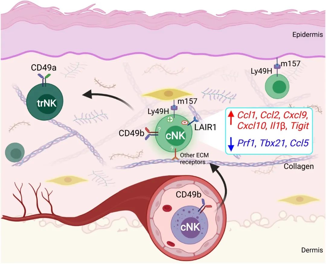 【Science子刊】最新研究：发现激活实体器官中NK 细胞的方法，助力免疫疗法更进一步！