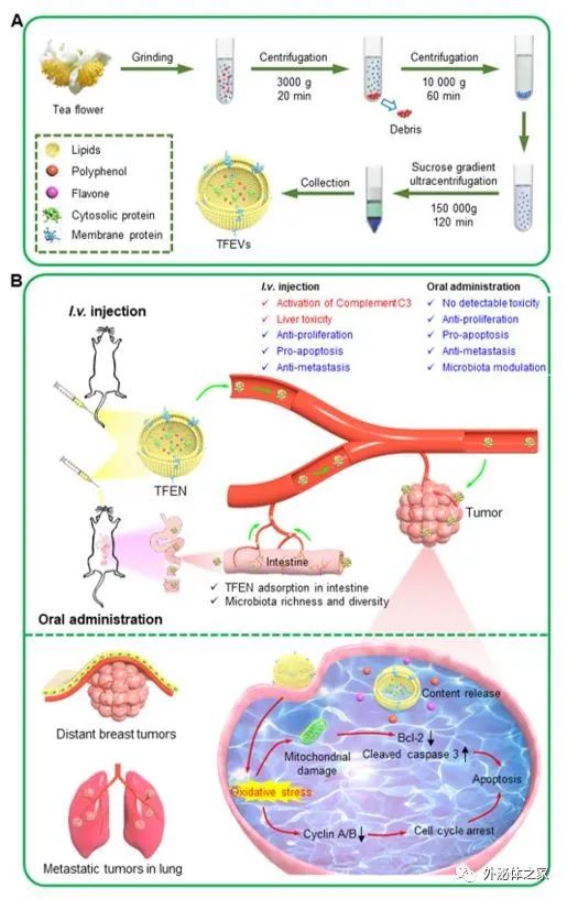 ACTA PHARM SIN B | 西南大学肖波教授团队：茶树花来源类外泌体囊泡通过活性氧生成和肠道微生物群调节治疗恶性乳腺癌