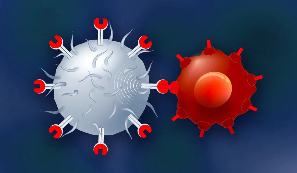 【Cell子刊】CAR-T细胞疗法发展的关键一步！发现增强T细胞杀伤的“超级充电器”