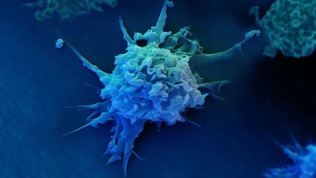 【Science子刊】最新研究：发现激活实体器官中NK 细胞的方法，助力免疫疗法更进一步！