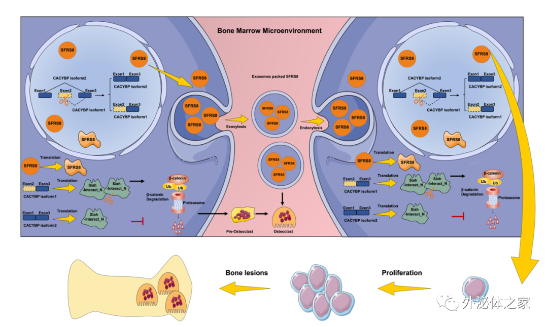 Clin TranslMed|南京中医药大学杨烨、顾春艳团队：SFRS8调控选择性剪接和外泌体通讯促进多发性骨髓瘤进展和骨病变