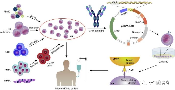 NK细胞：从基础生物学到临床研究