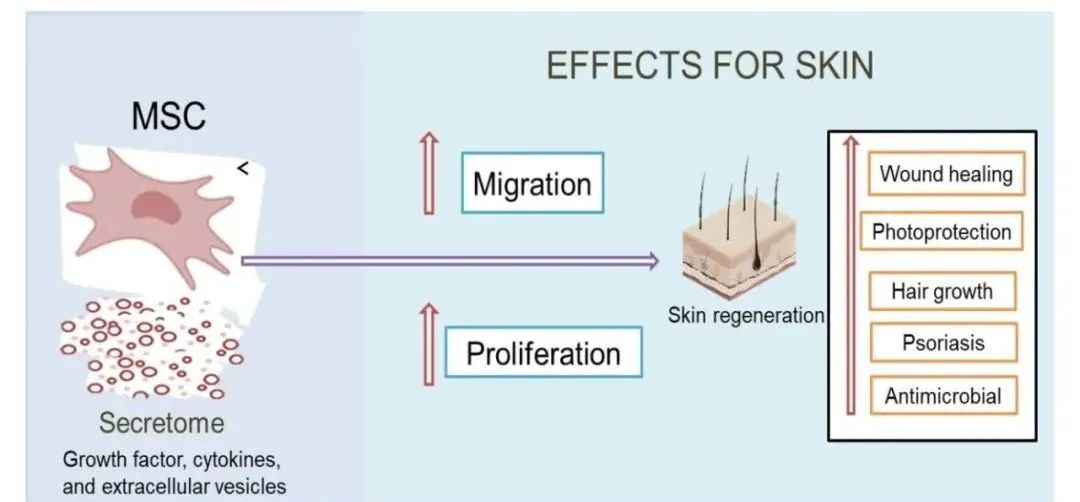 间充质干细胞分泌组在皮肤病领域的重要作用
