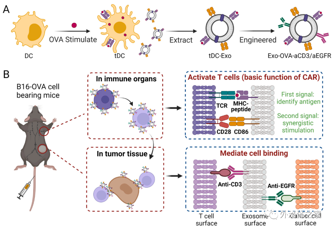 河北大学张金超/南方医科大东莞医院李振华：基于抗体工程化树突状细胞外泌体的类CAR T疗法实体瘤治疗