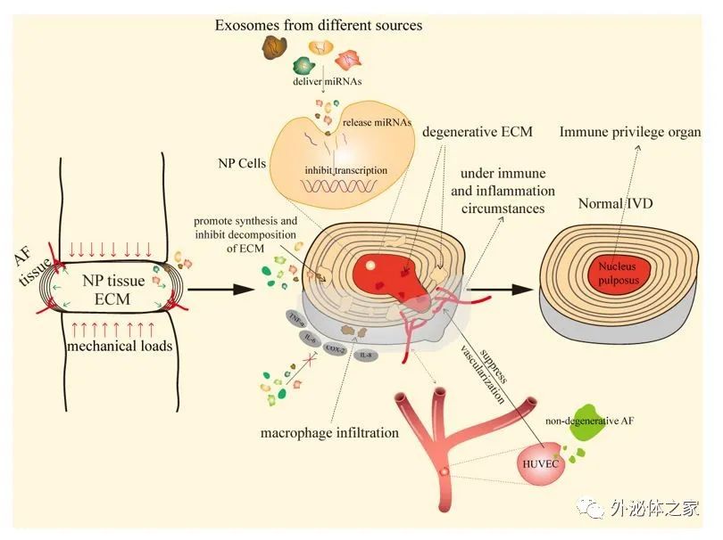 Front Cell Dev Biol | 空军军医大学西京医院骨科闫铭教授团队：外泌体免疫策略：一种改善椎间盘退变的新方法