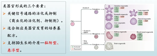 从干细胞到类器官，我们还面临那些挑战