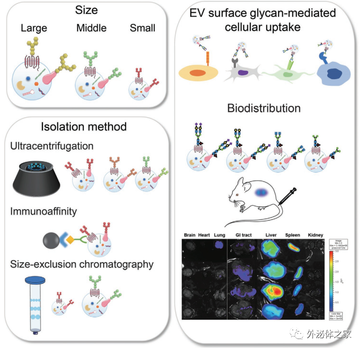 Small Methods：细胞外囊泡表面聚糖的多样性，影响细胞摄取和体内生物分布