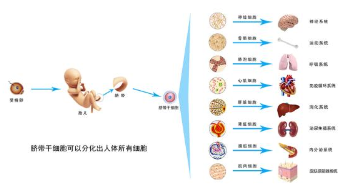 干细胞、免疫系统、新陈代谢，疾病康复的铁三角