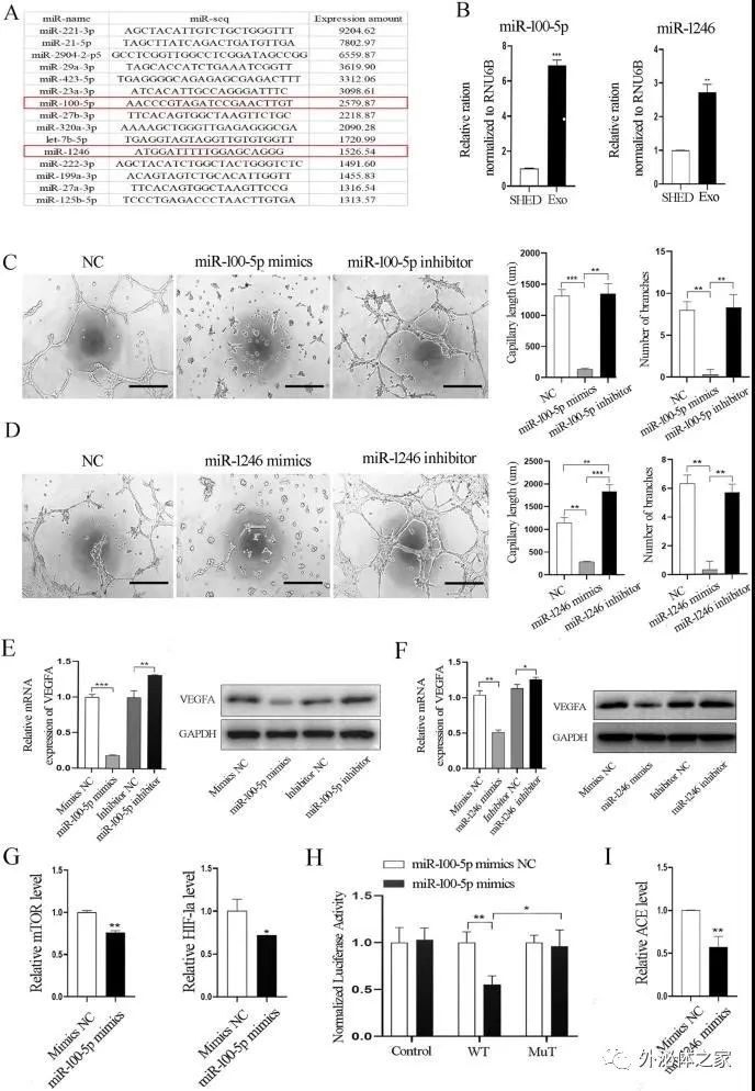 Stem Cell Res Ther | 山东大学口腔医学院：人类乳牙脱落牙干细胞外泌体通过转运miRNAs抑制血管生成